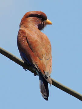 Image of Broad-billed Roller