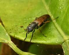 Imagem de <i>Ozodiceromyia nigrimana</i>