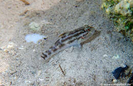 صورة Lophogobius