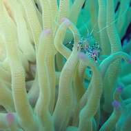 Image of Spotted cleaner shrimp