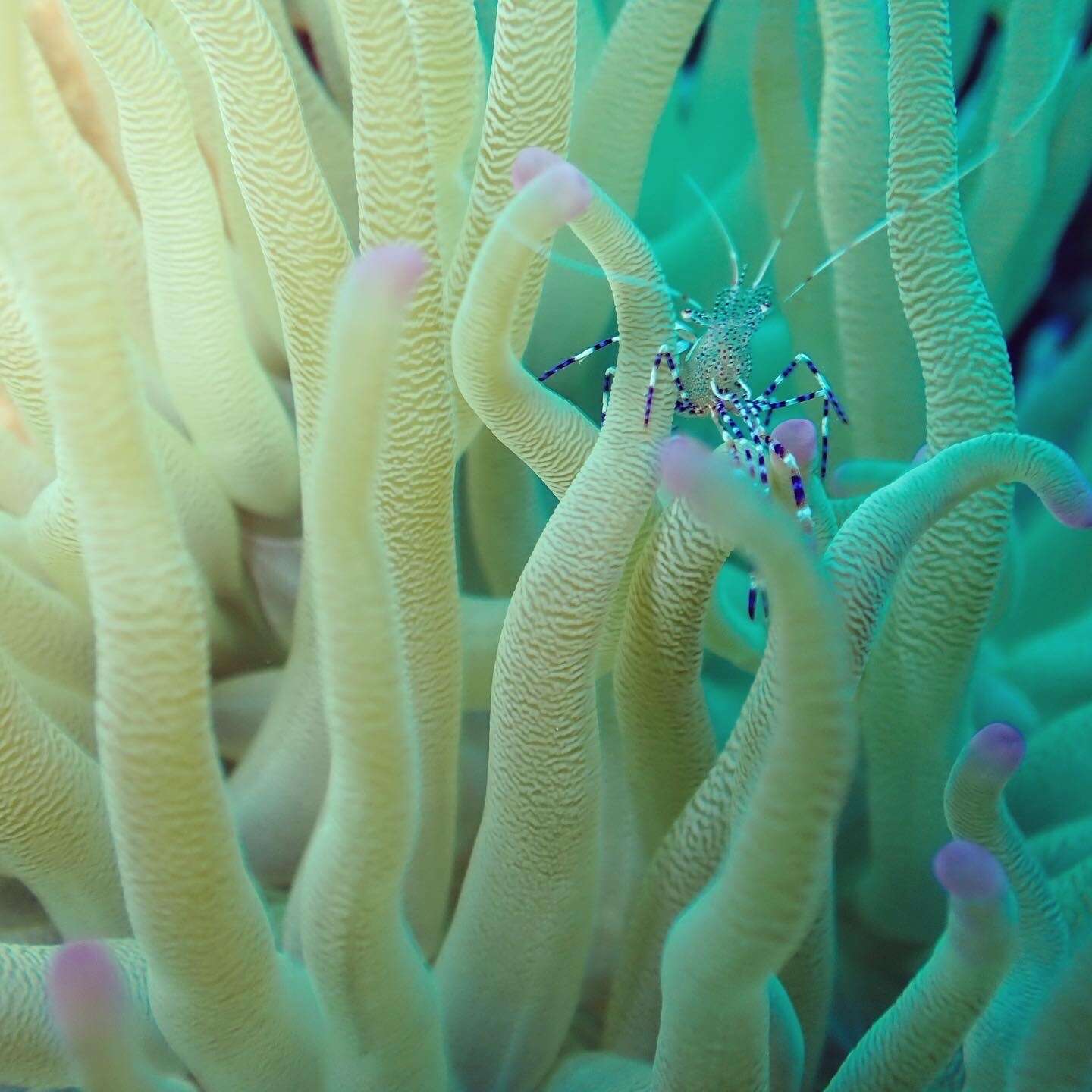 Image of Spotted cleaner shrimp