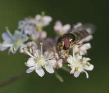 Image of Meliscaeva auricollis (Meigen 1822)