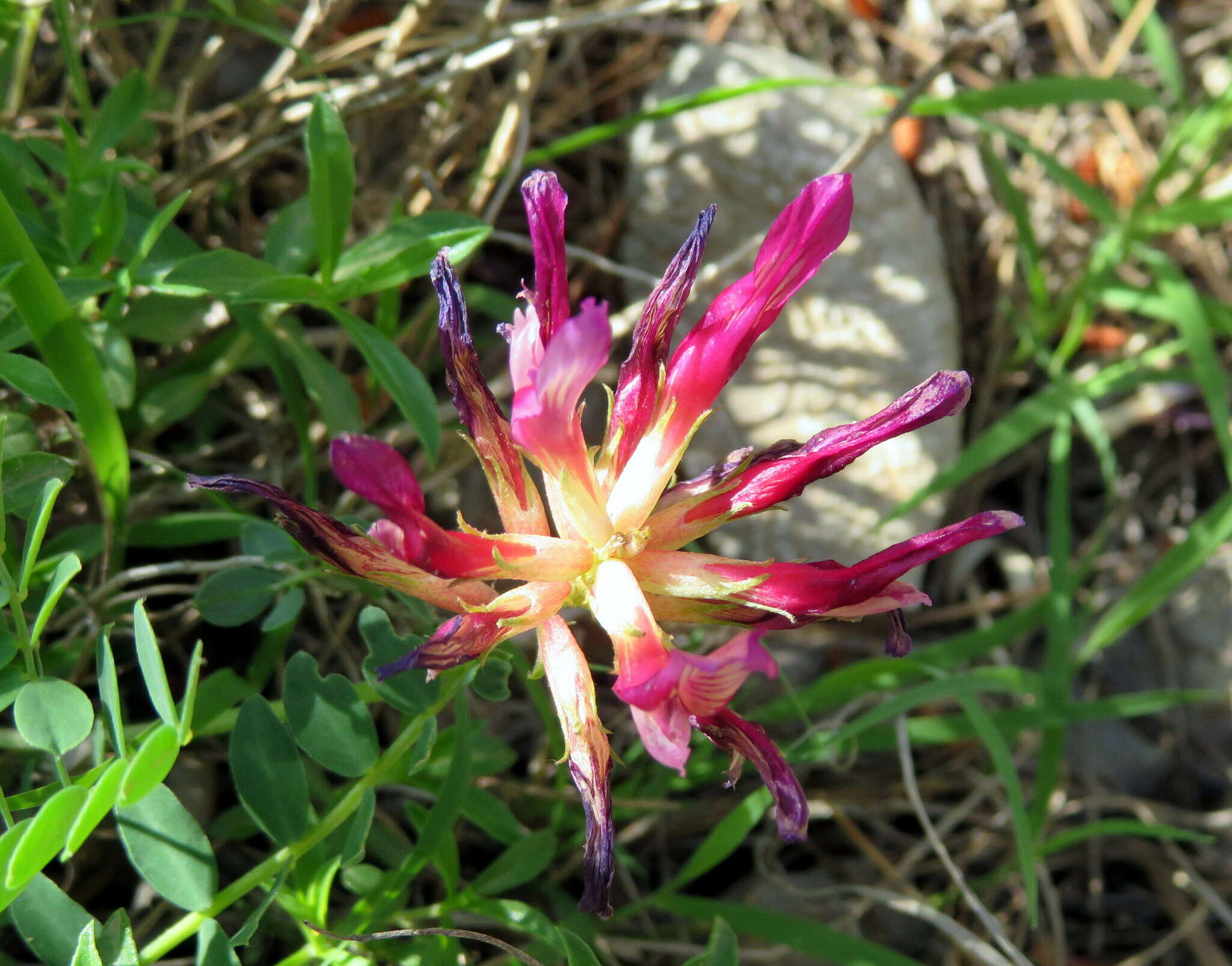 Imagem de Astragalus monspessulanus subsp. illyricus (Bernh.) Chater