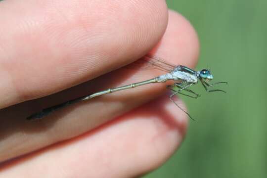 Image of Northern Spreadwing