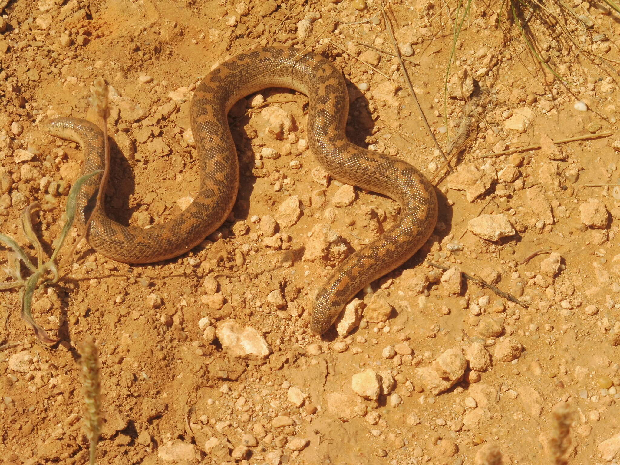 Image of Javelin Sand Boa