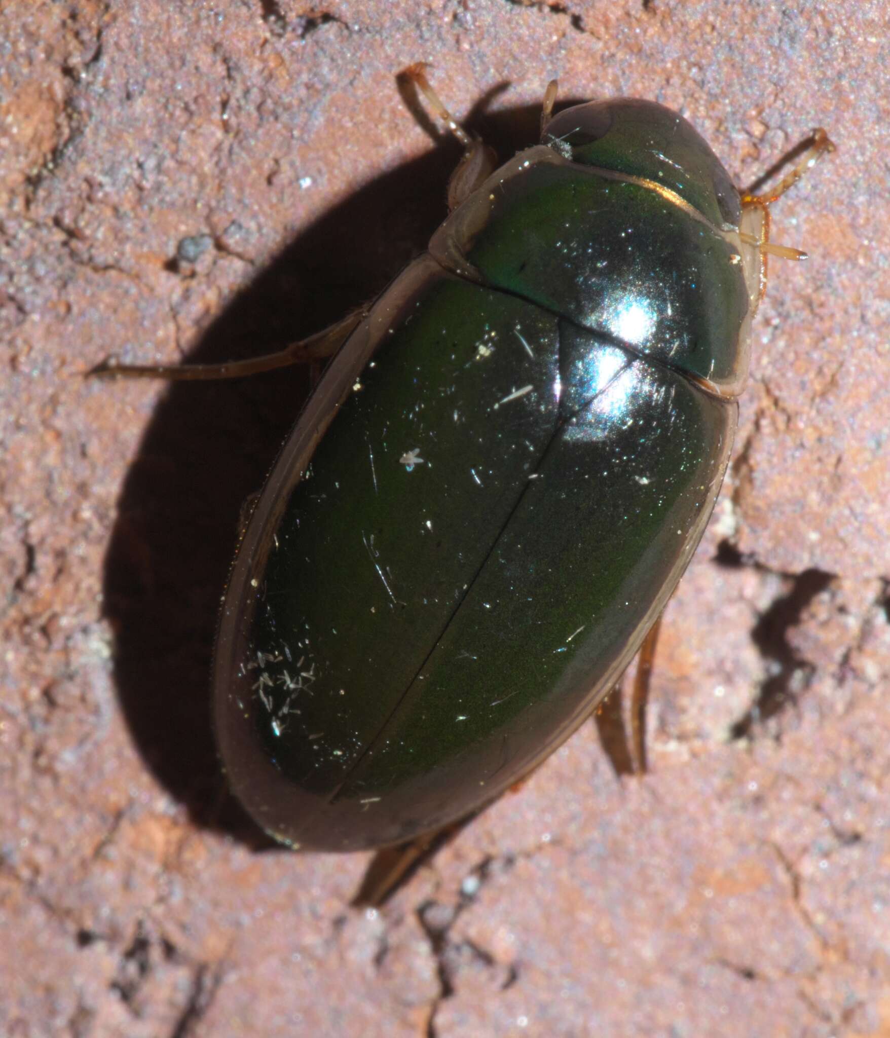 Image of Tropisternus (Tropisternus) lateralis nimbatus (Say 1823)