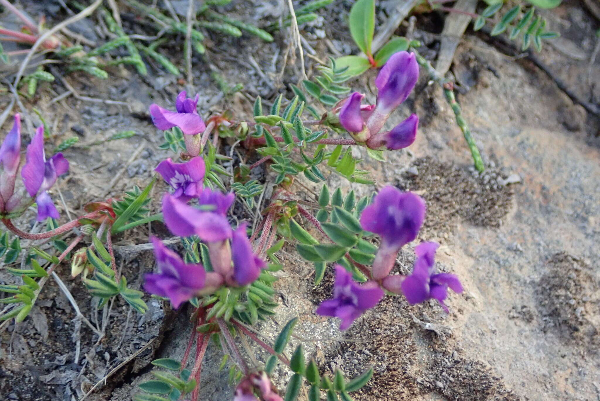 Image de Oxytropis revoluta Ledeb.