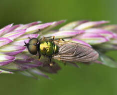 Sivun Chloromyia formosa (Scopoli 1763) kuva