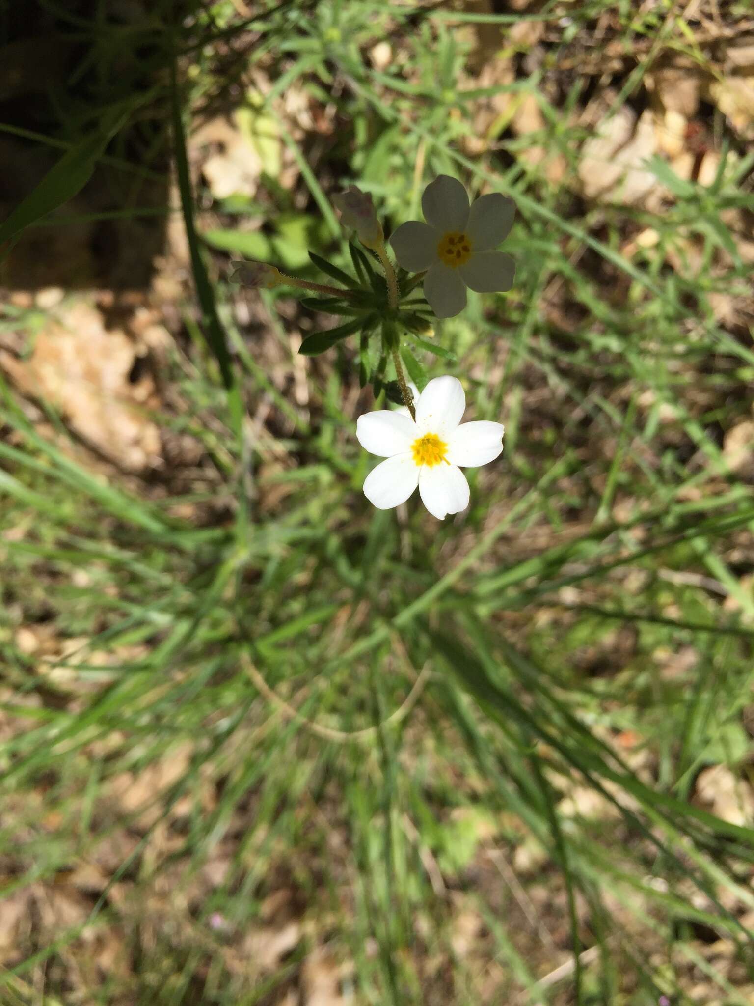 Image of Coast Range linanthus