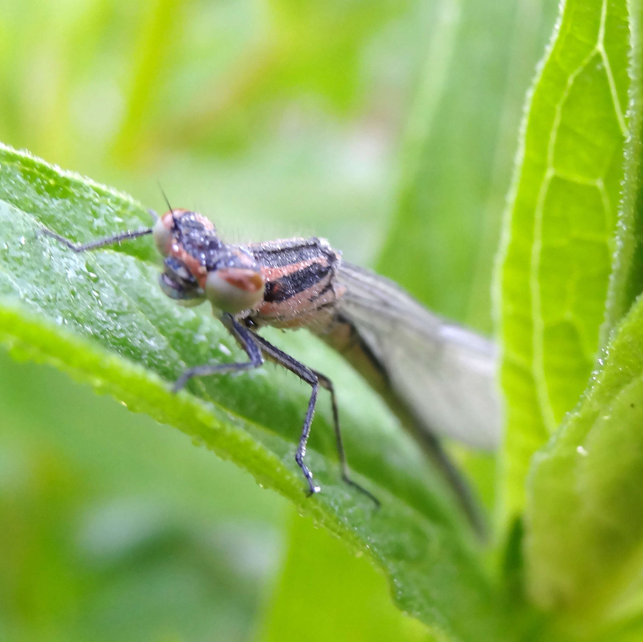 Image of Azure Bluet