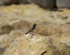 Image of Kurdish Wheatear