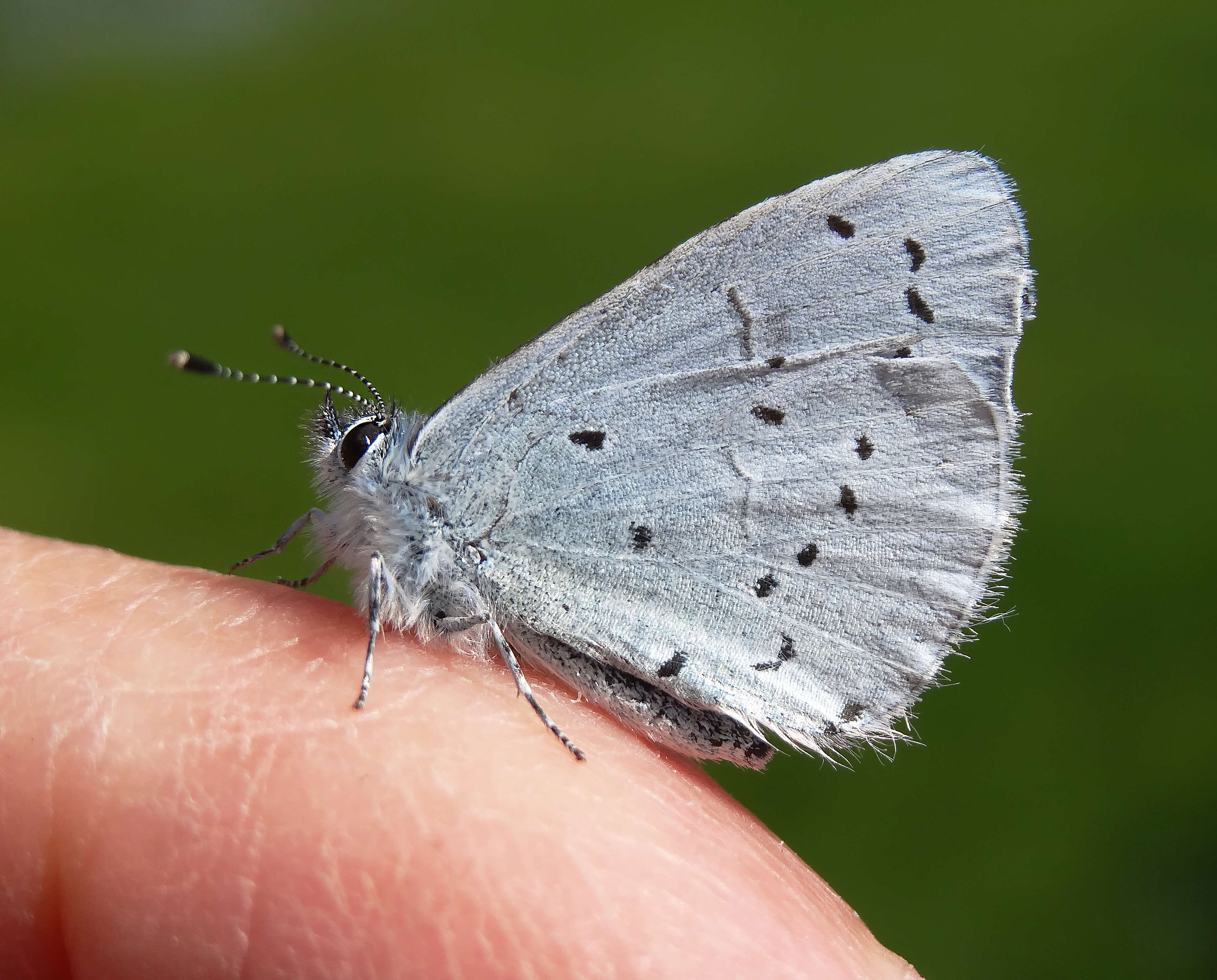 Image of holly blue