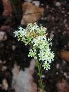 Image of Selago glomerata Thunb.