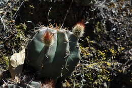 Sivun Echinocereus subinermis subsp. subinermis kuva