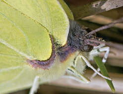 Imagem de Gonepteryx rhamni (Linnaeus 1758)