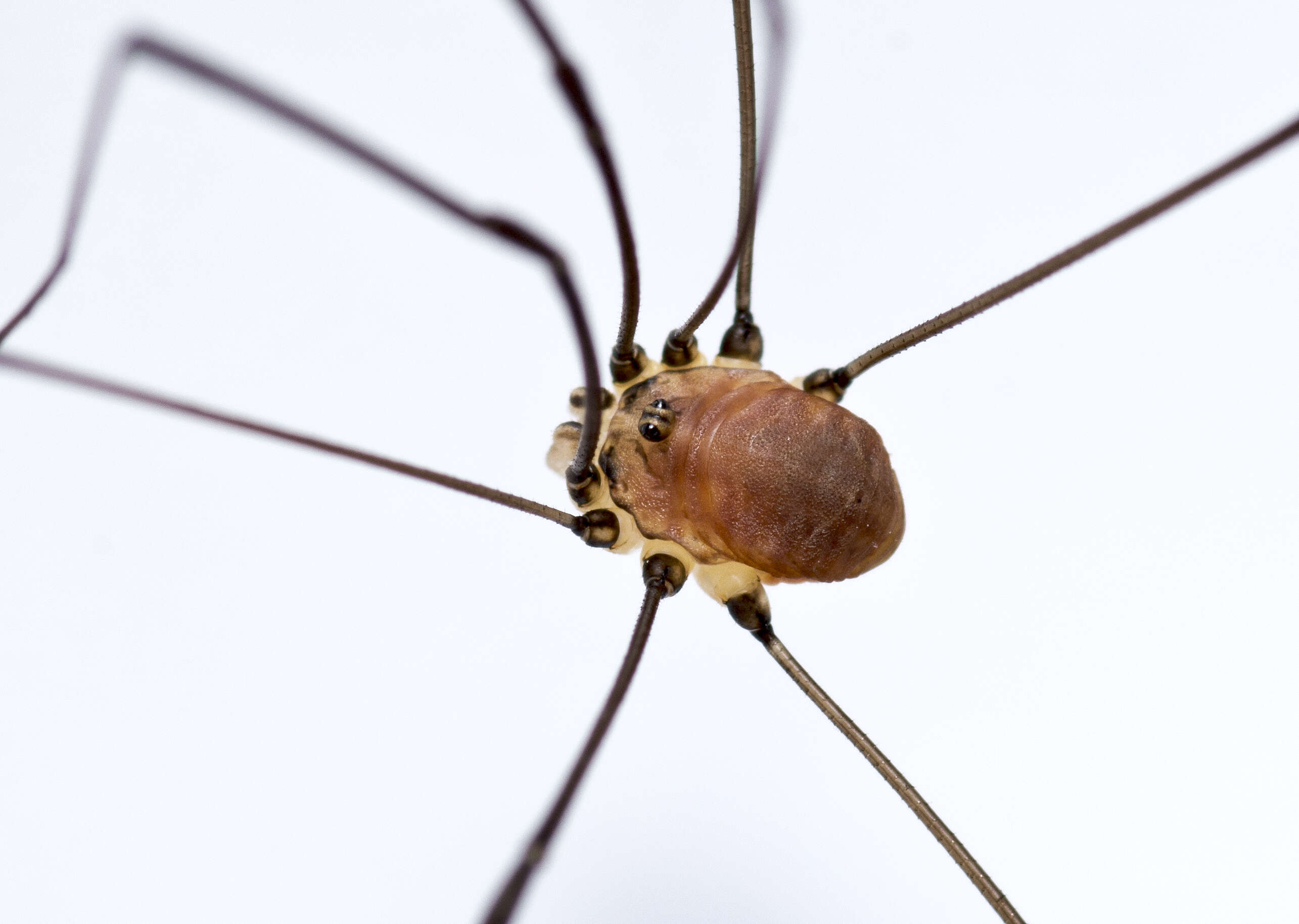 Image of Leiobunum blackwalli