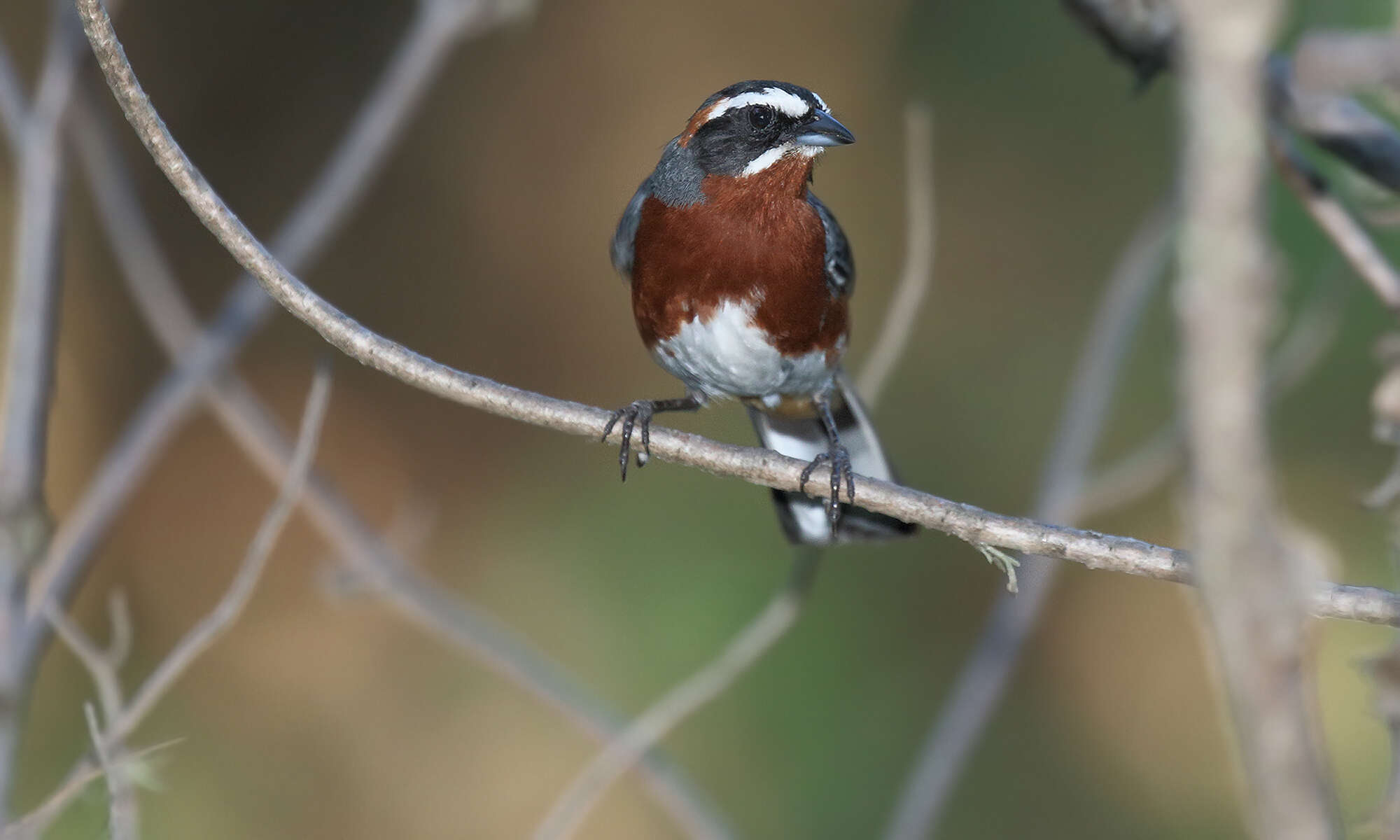 Image of Black-and-chestnut Warbling Finch