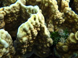 Image of Fire coral