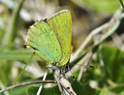 Plancia ëd Callophrys rubi (Linnaeus 1758)