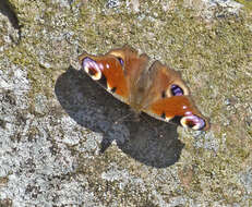 Image of Aglais io