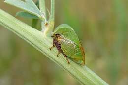 Image of Stictocephala lutea Walker