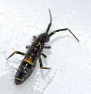 Image of hairy-back girdled springtail