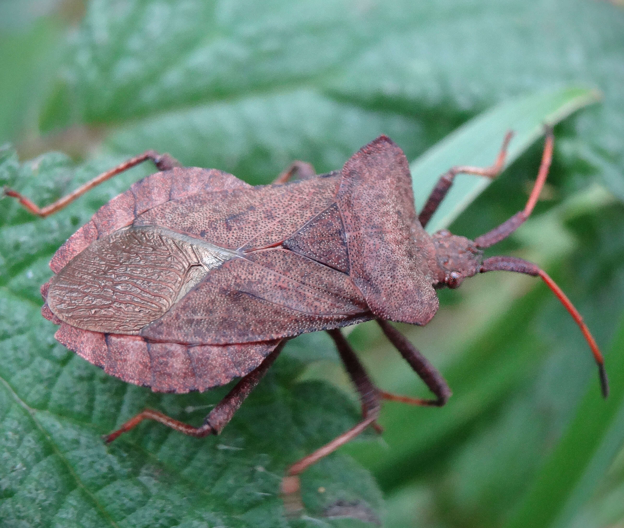 Image of Coreus