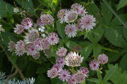 Image of Phytomyza astrantiae Hendel 1924