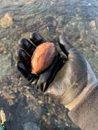 Image of Orange-footed sea cucumber