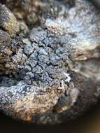 Image of bruised lichen