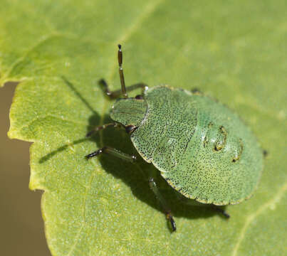 Image of Green shield bug