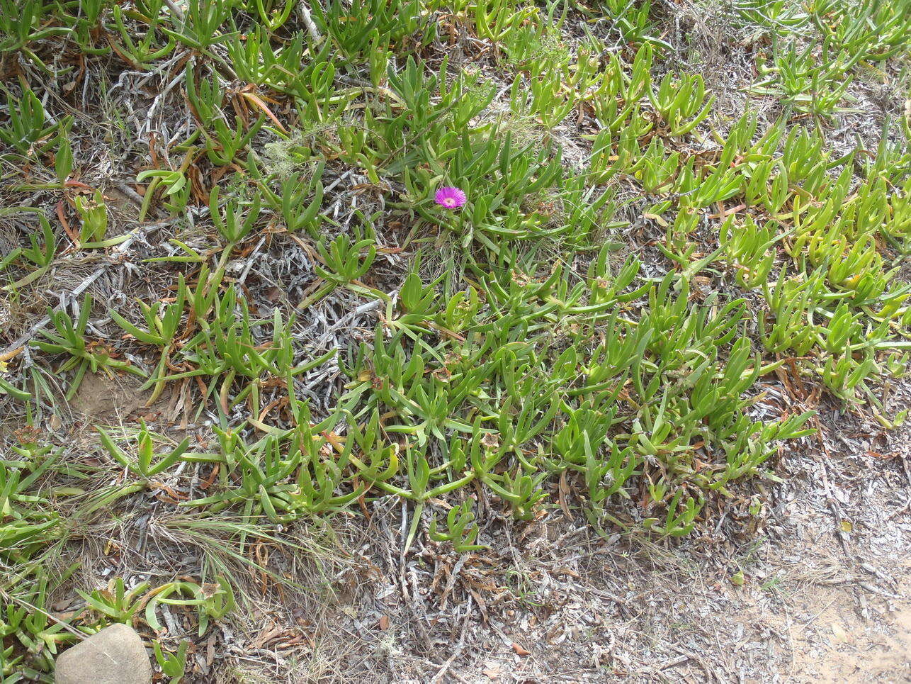 Image of Carpobrotus deliciosus (L. Bol.) L. Bol.