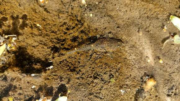 Image of Italian spring goby