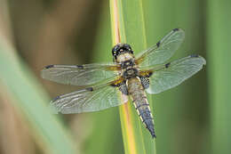 Image of Four-spotted Chaser