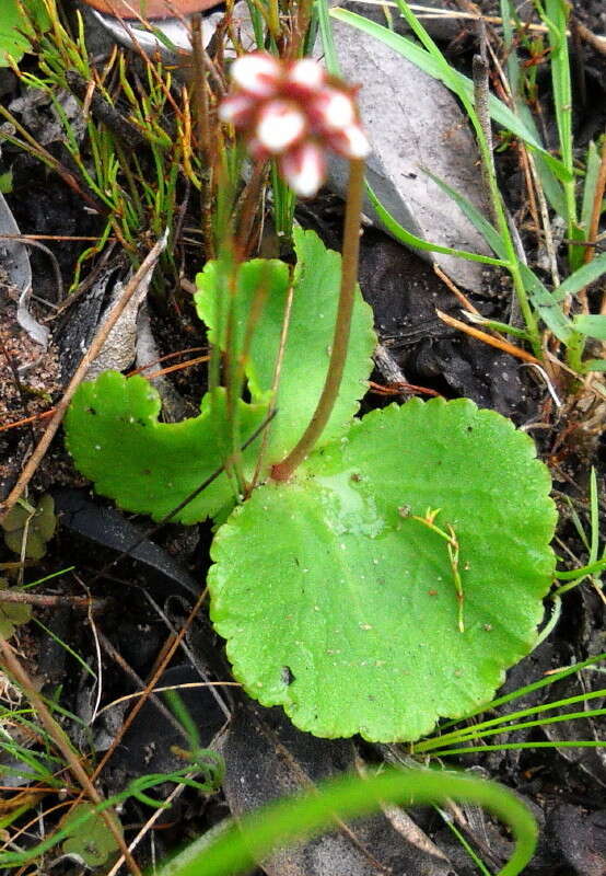 Image of <i>Crassula <i>capensis</i></i> var. capensis
