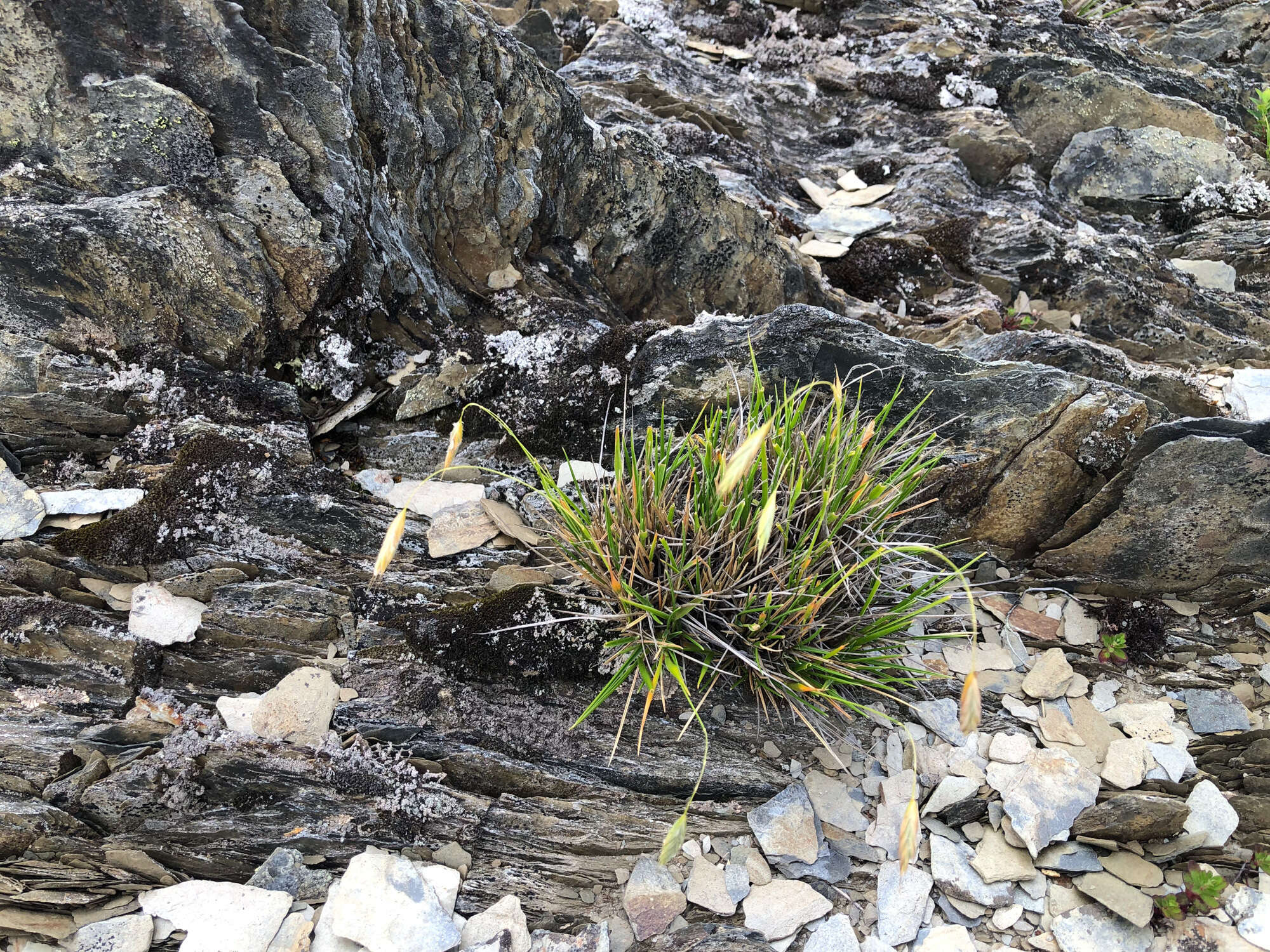 Image of Brachypodium kawakamii Hayata