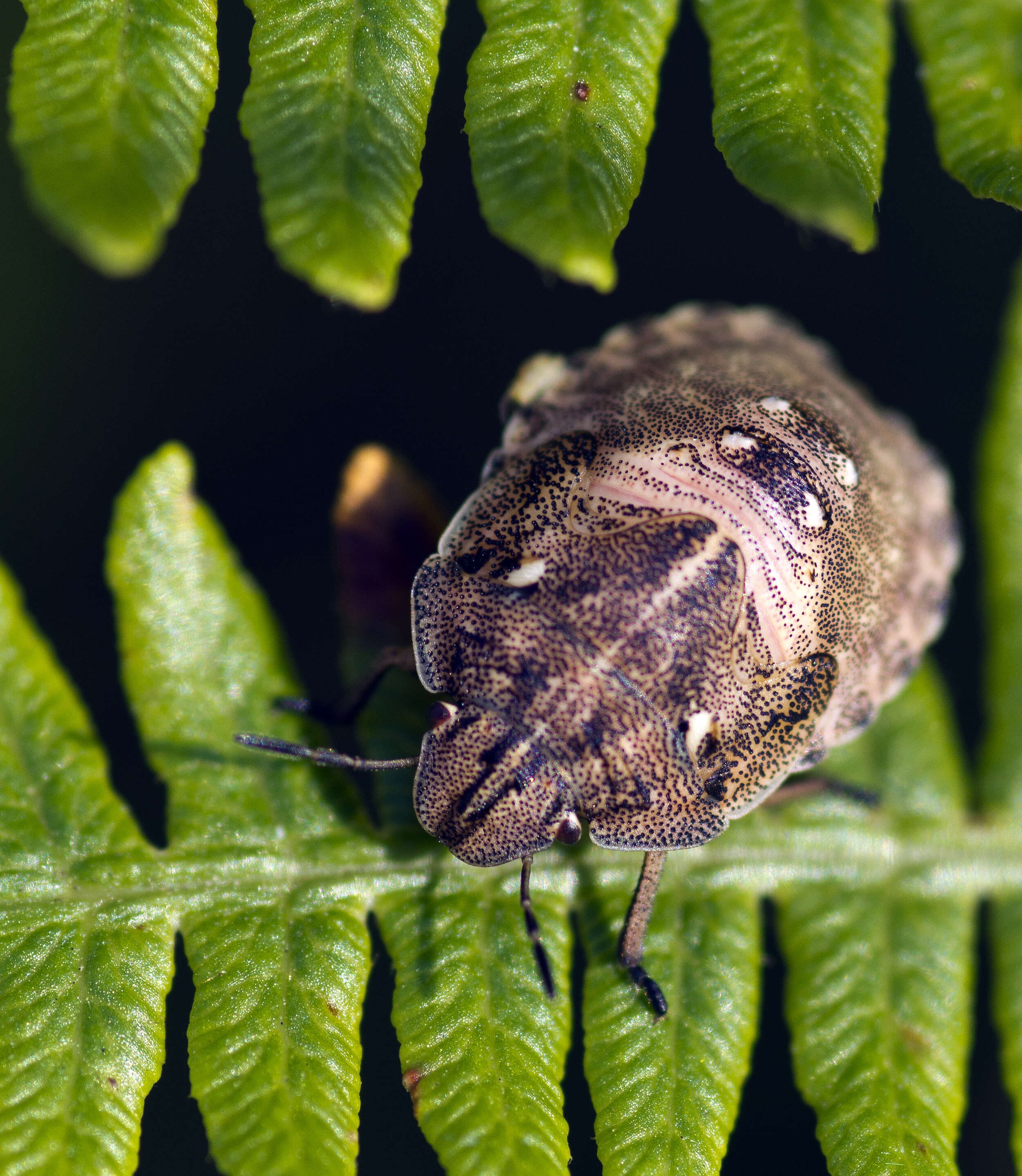 Image of Eurygaster testudinaria