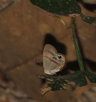 Image of Euselasia cafusa Bates (1868)