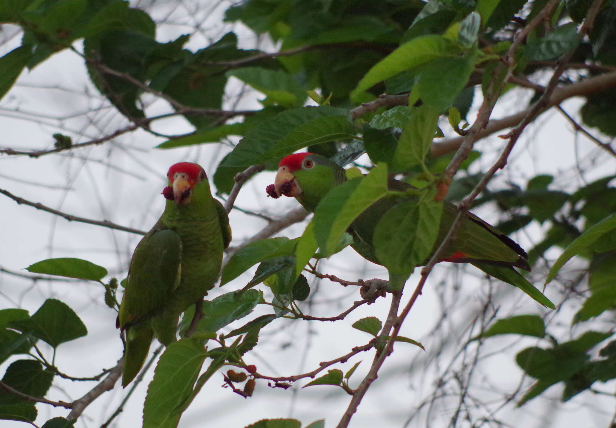 Imagem de Amazona viridigenalis (Cassin 1853)