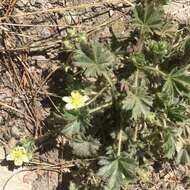 Image of Navajo cinquefoil