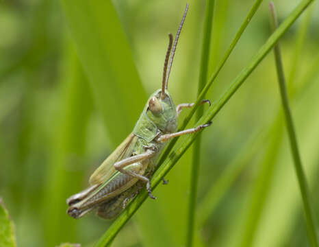 Image of Common green grasshopper