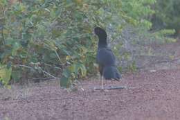 Image of Crestless Curassow