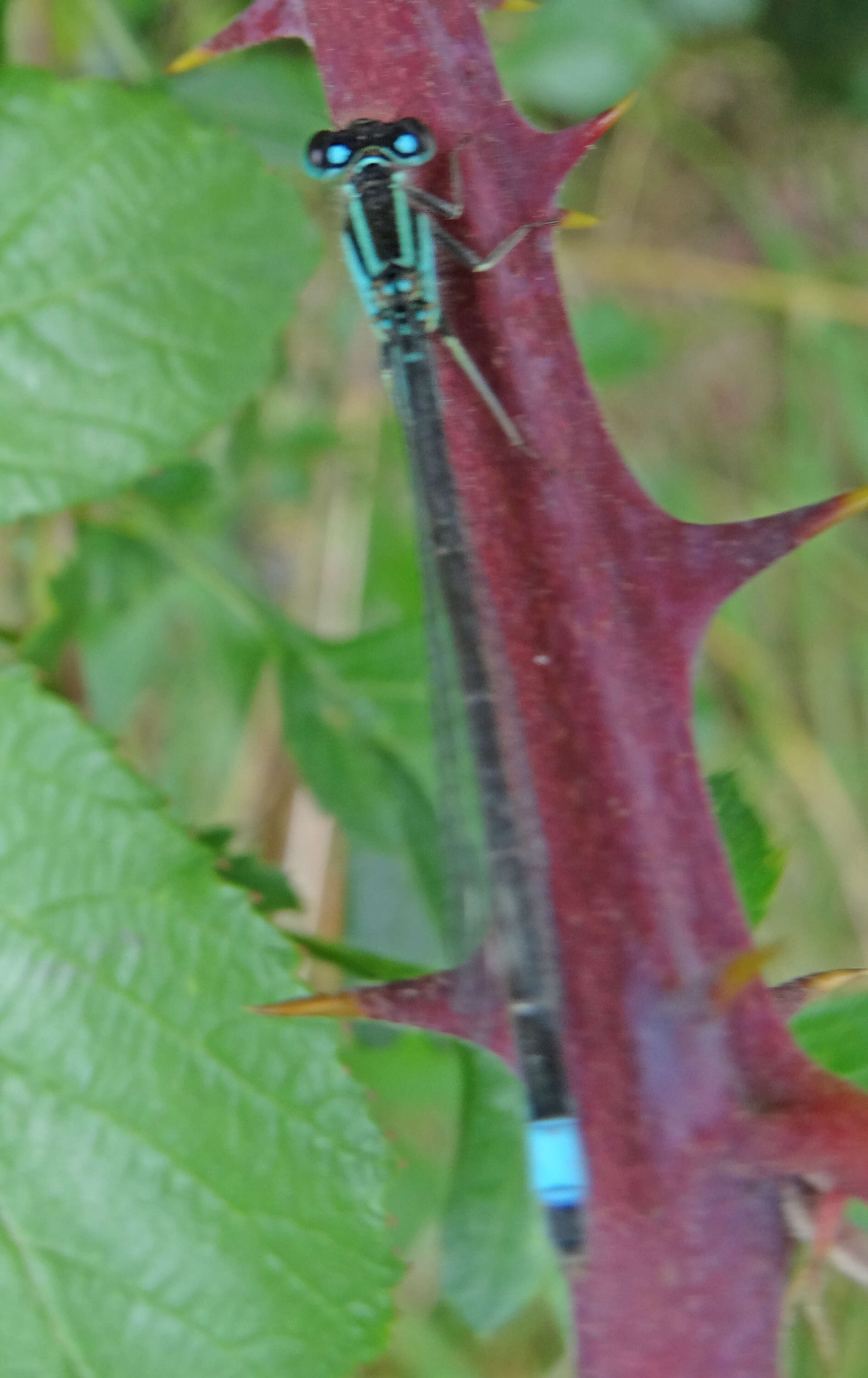 Imagem de Ischnura elegans (Vander Linden 1820)