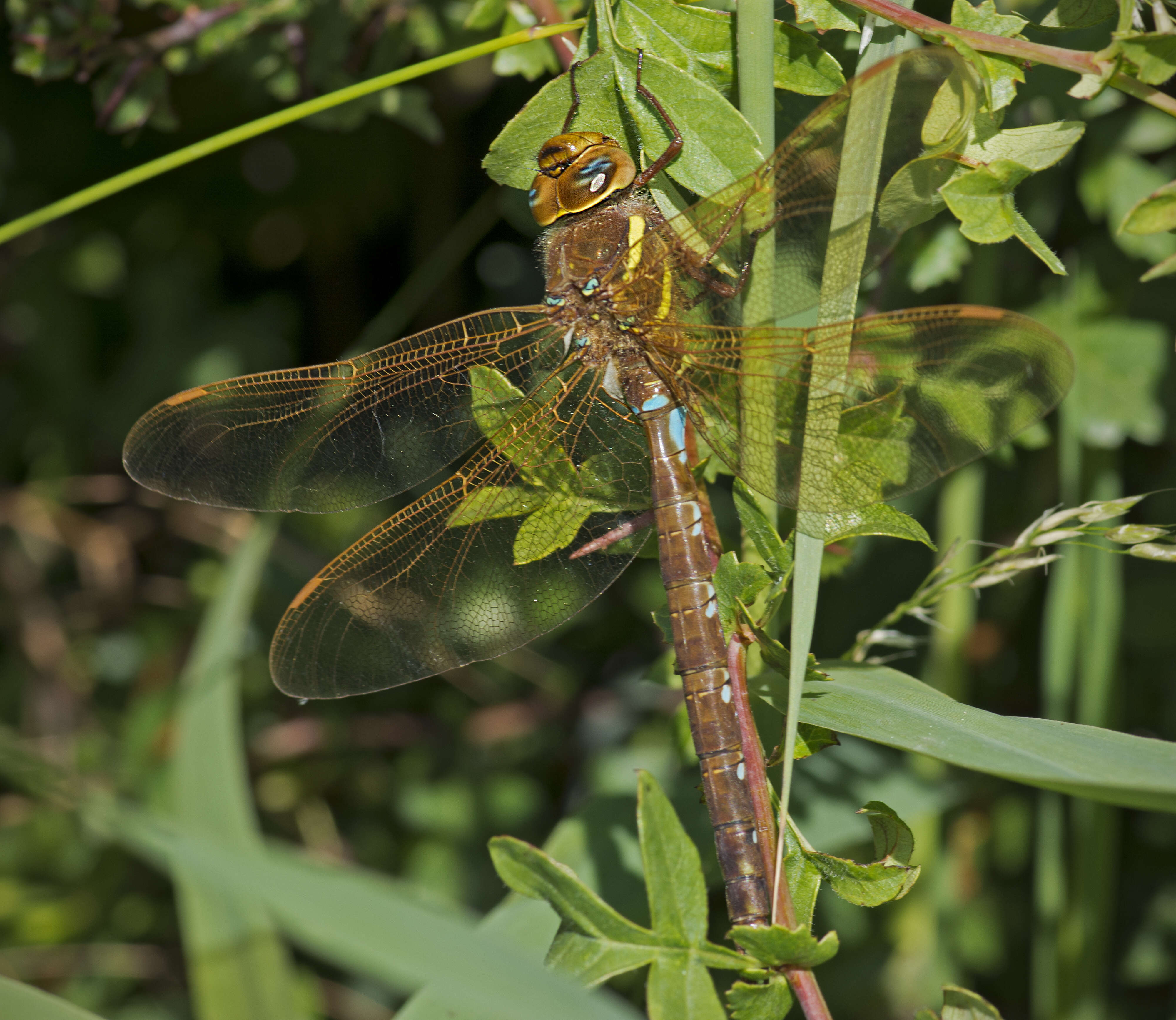 Image of Brown Hawker