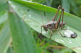 Image of dark bush-cricket