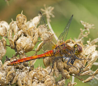 Image of Ruddy Darter