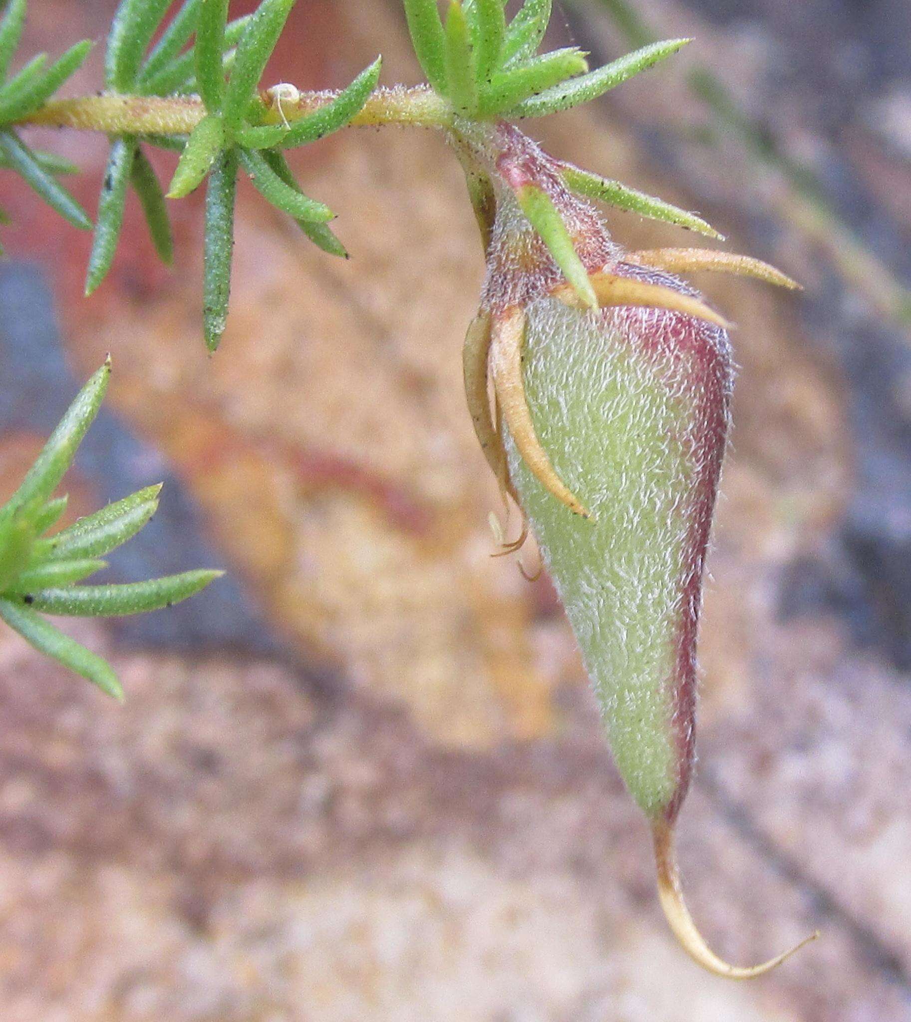 Image of Aspalathus retroflexa subsp. retroflexa