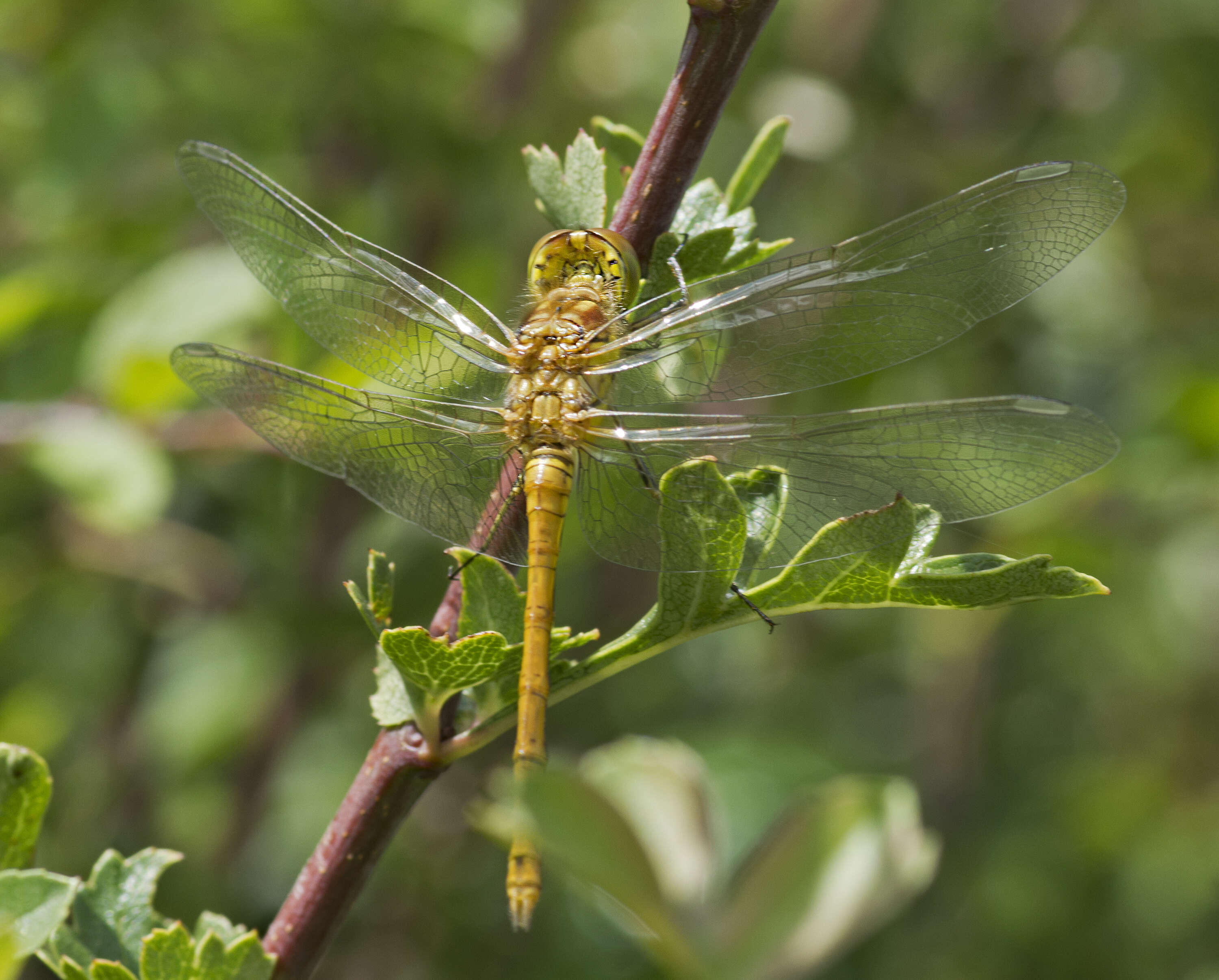 Image of Common Darter