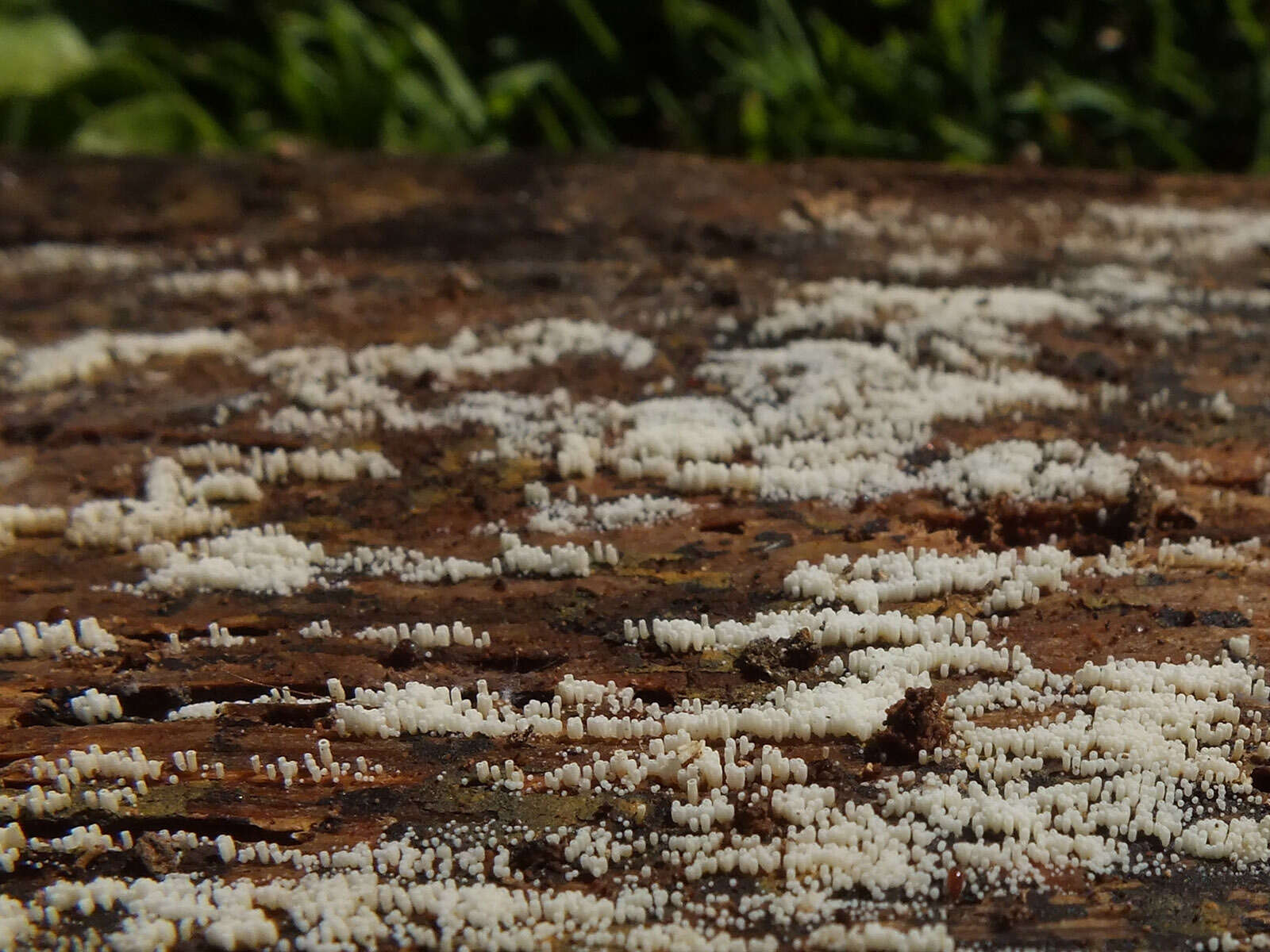 Image of Henningsomyces candidus (Pers.) Kuntze 1898