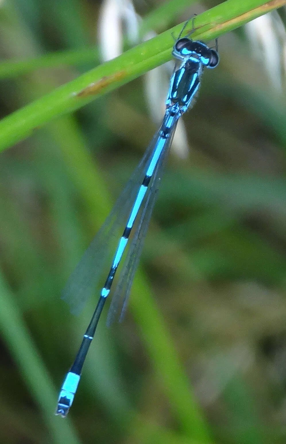 Imagem de Coenagrion pulchellum (Vander Linden 1825)